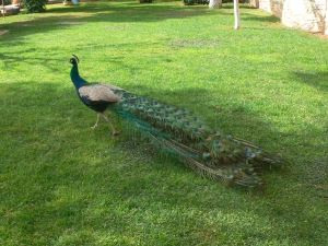 Peacock